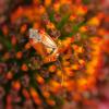 Deraeocoris ruber